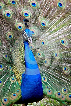 Peacock