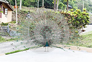 Peacock