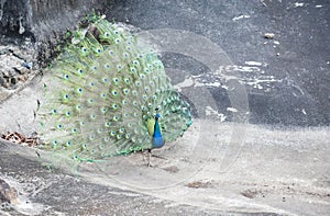 Peacock