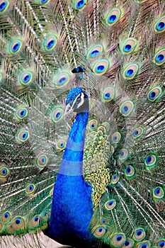 Peacock