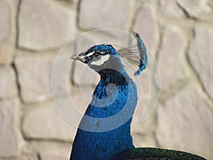 Peacock