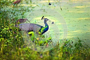 Peacock