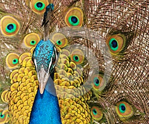 Peacock