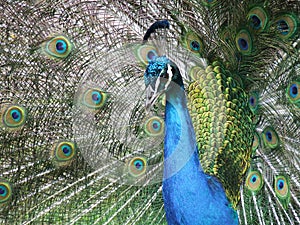 Peacock