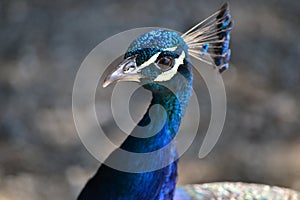 Peacock