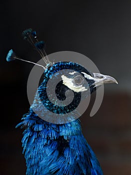 Peacock