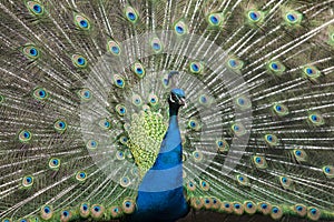 Peacock