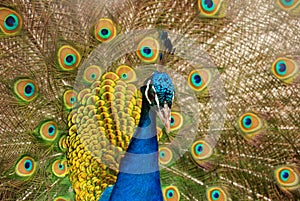 Peacock