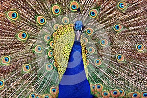 Peacock