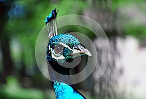 Peacock