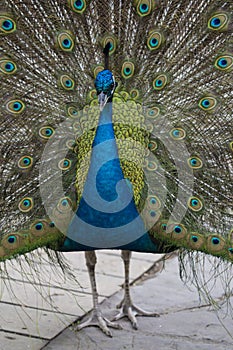 Peacock