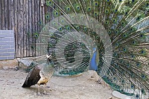 Peacock