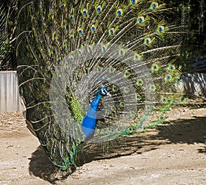 Peacock