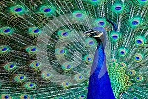 Peacock