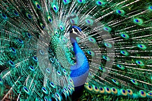 Peacock