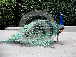 Peacock