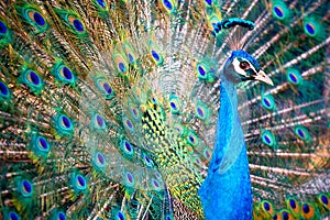 Peacock photo