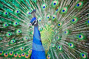 Peacock photo