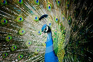 Peacock