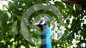 Peacock