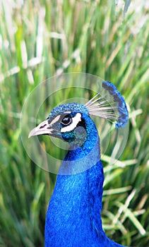 Peacock