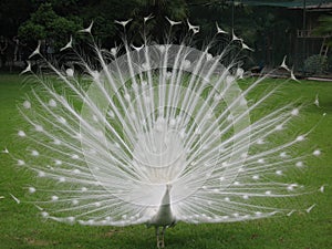 peacock