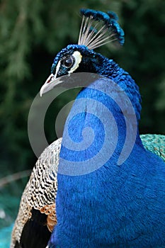 Peacock