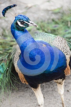 Peacock