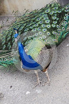 Peacock