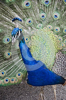 Peacock