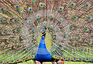 Peacock