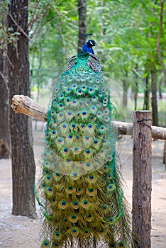 Peacock