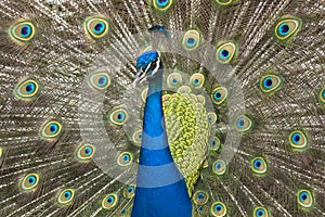 Peacock