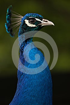 Peacock