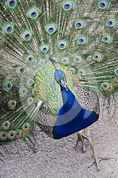 Peacock