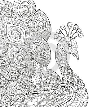 Peacock. Adult antistress coloring page. Black and white hand drawn doodle for coloring book