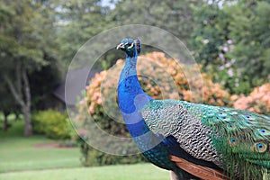 Peacock in africa