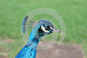 Peacock in africa