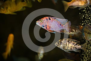 Peacock african cichlids couple