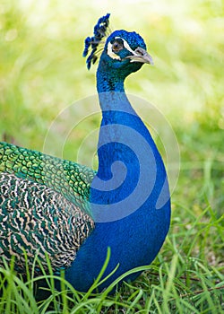Peacock at the Alcazar, Seville, Andalucia, Spain