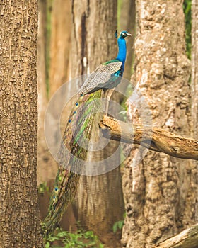 Peacock in all its beauty at Nagarahole national park/forest. India`s national bird