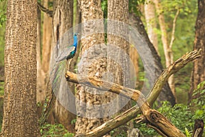 Peacock in all its beauty at Nagarahole national park/forest. India`s national bird