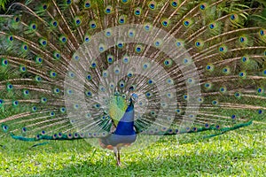 Peacock in all its glory