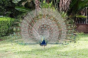 Peacock in all its glory