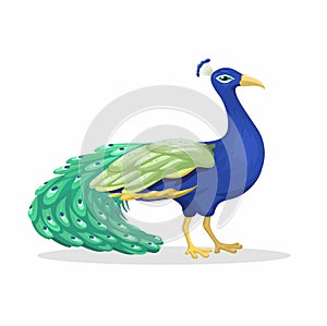 Peacock Animal Species Cartoon Illustration Vector