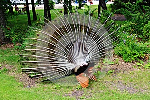 Peacock in Assiniboine Zoo, Winnipeg, Manitoba photo