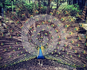 Peacock in an aviary