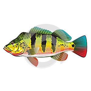 Peacock Bass bright Ocean Gamefish illustration photo