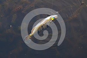 Peacock Bass Fish photo