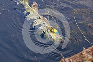 Peacock Bass Fish photo